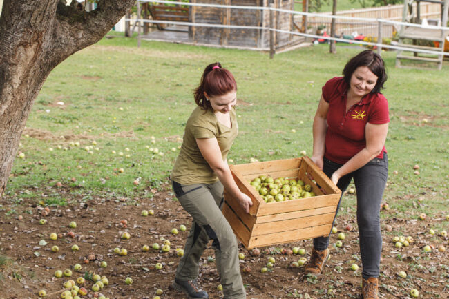 Apfelernte - Zwei Frauen schleppen die Äpfel in einer Holzkiste nach Hause (c) Punkt und Komma