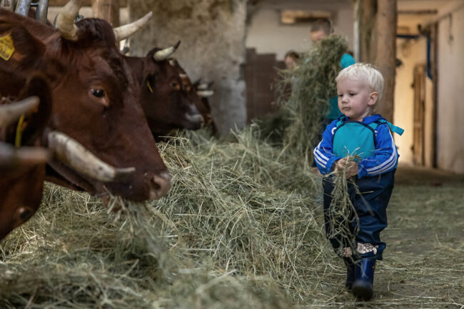 Mithelfen am Hof gehört mit zum Urlaubserlebnis