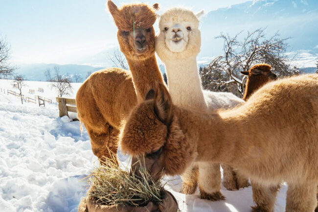 Alpakas im Schnee. Begegne echten Tieren und hilf mit sie zu versorgen
